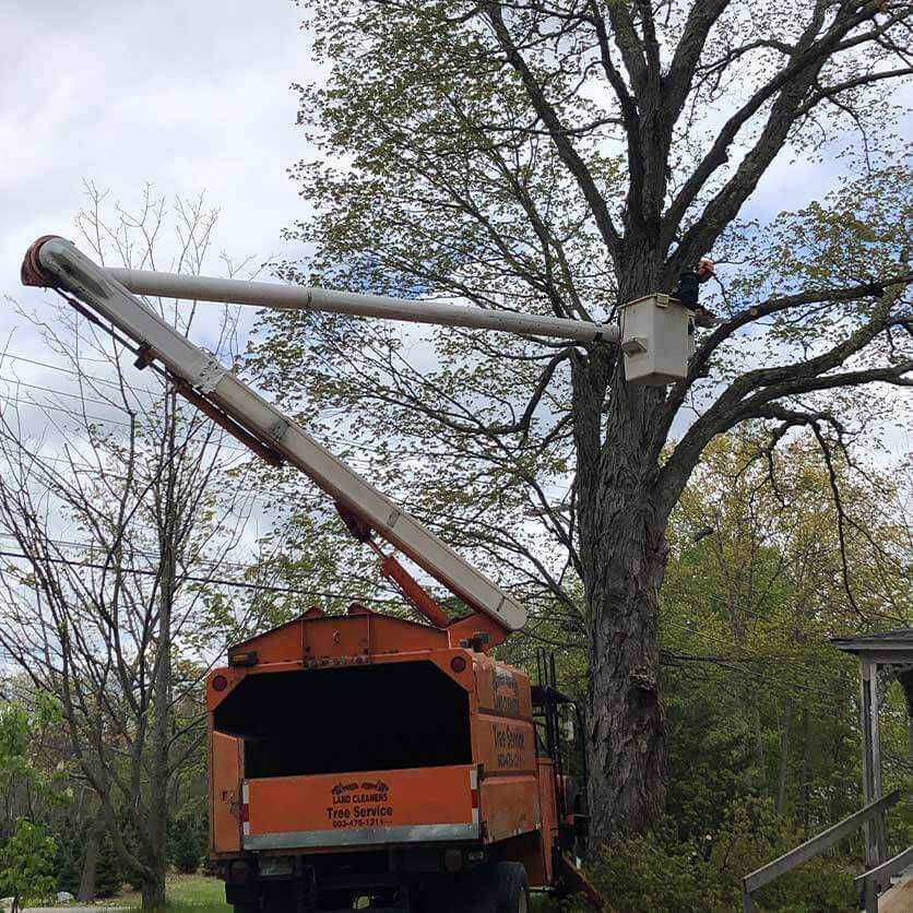 Overview Tree Removal & Tree Trimming Services We Offer In Southern NH