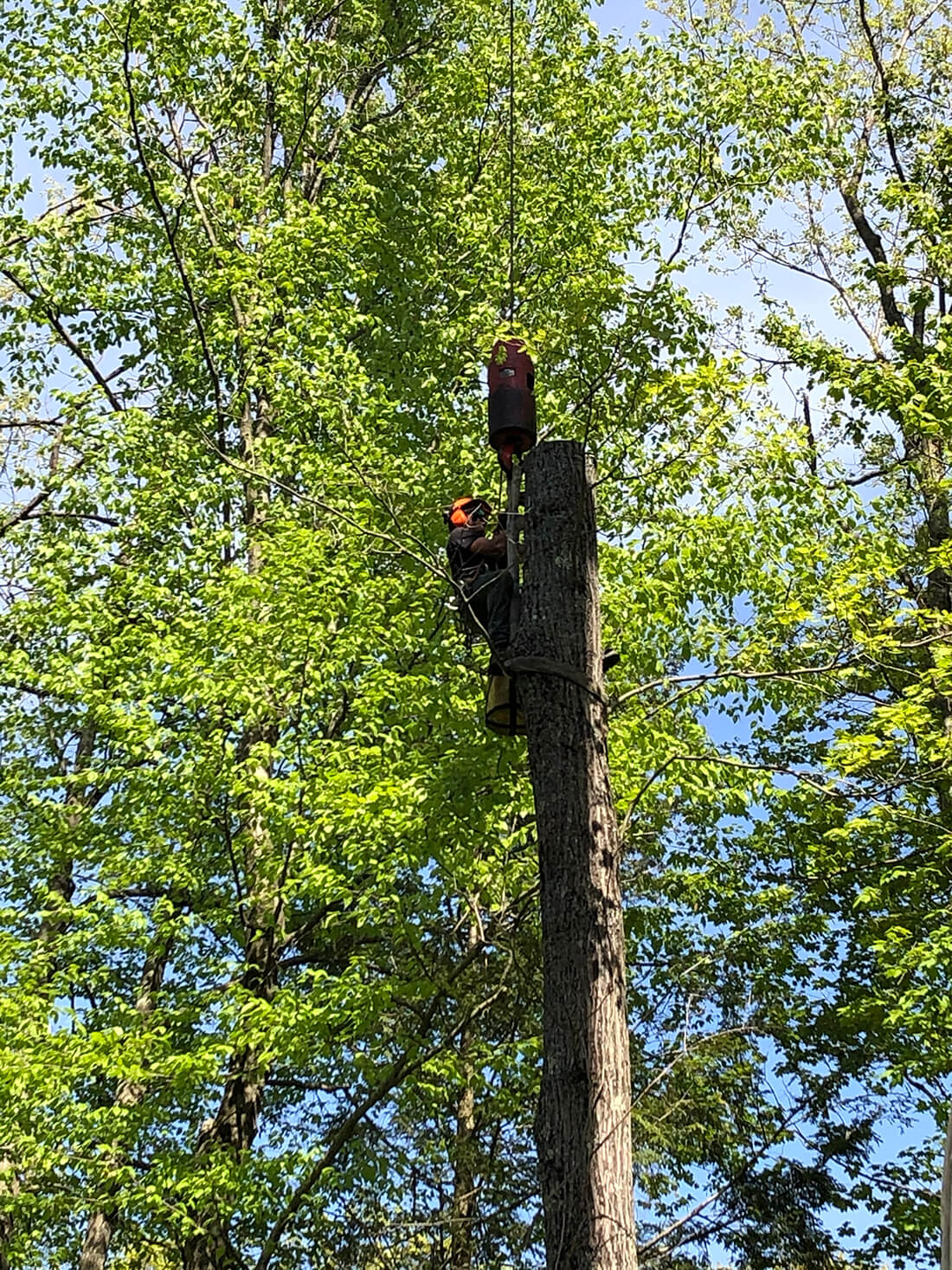 Tree Removal Services Requiring Tree Climbing Southern NH